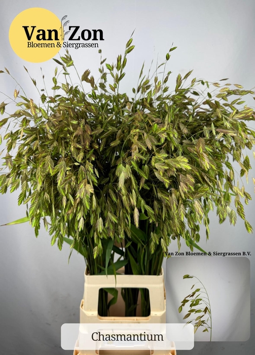 <h4>CHASMANTH LATIFOLIUM</h4>