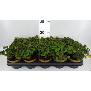 Oxalis deppei