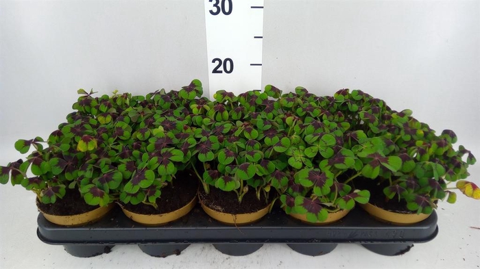 <h4>Oxalis deppei</h4>