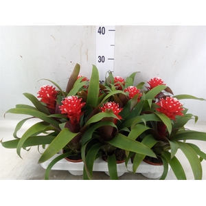 Guzmania  'Priscilla'