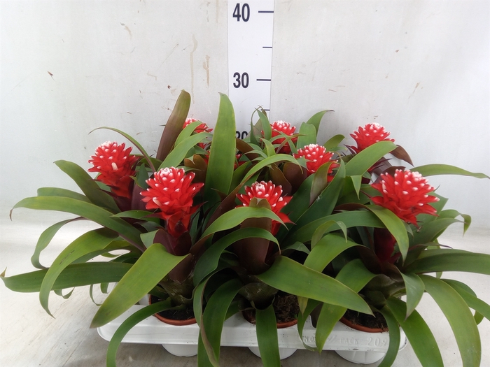 <h4>Guzmania  'Priscilla'</h4>