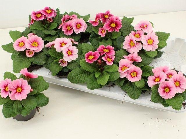 <h4>PRIM AC APFELB REVOL</h4>