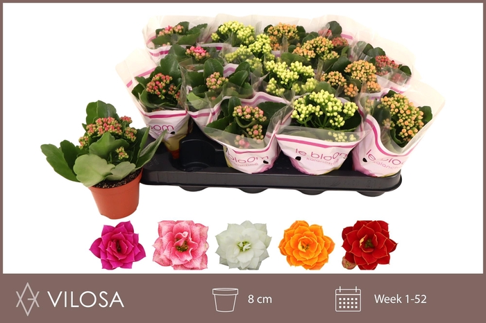 <h4>KAL GE GEM 5 KL</h4>