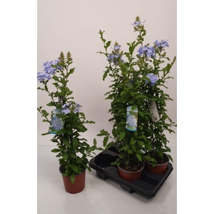 PLUMBAGO AURICULATA