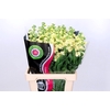 Matthiola Iron Yellow