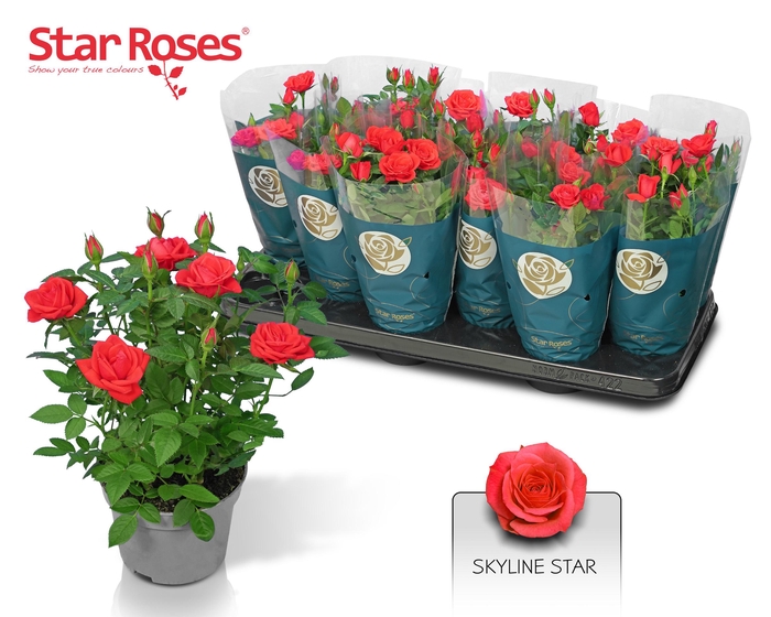 <h4>RO ORANGE STAR</h4>