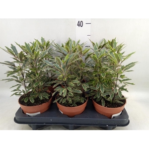 Dizygotheca eleg. 'Bianca'