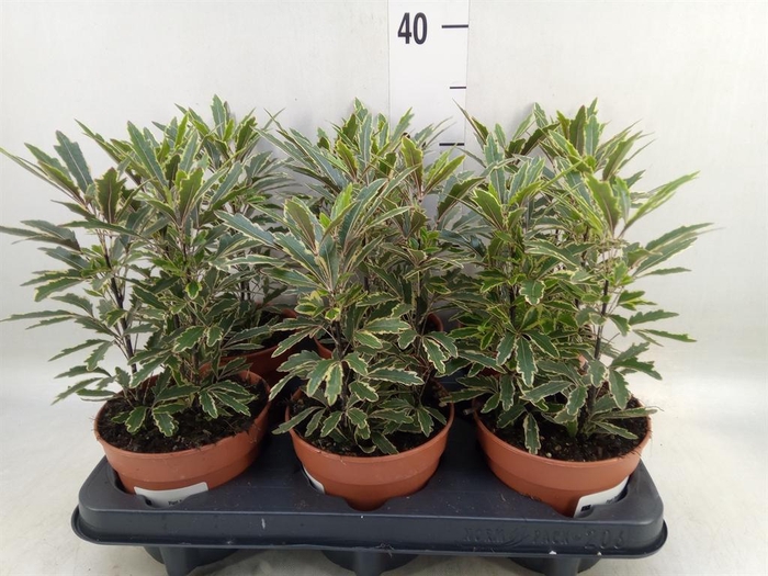 <h4>Dizygotheca eleg. 'Bianca'</h4>