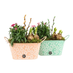 11644: Outdoor spring arrangement