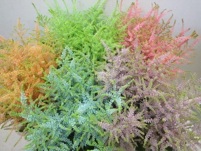 <h4>Astil G Sweet Mix</h4>