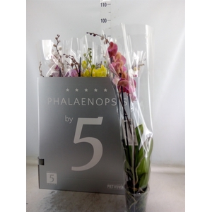 Phalaenopsis   ...mix  8