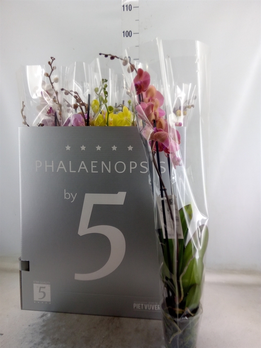 <h4>Phalaenopsis   ...mix  8</h4>