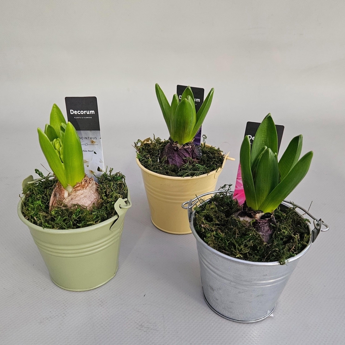 <h4>ARR HYACINTH</h4>