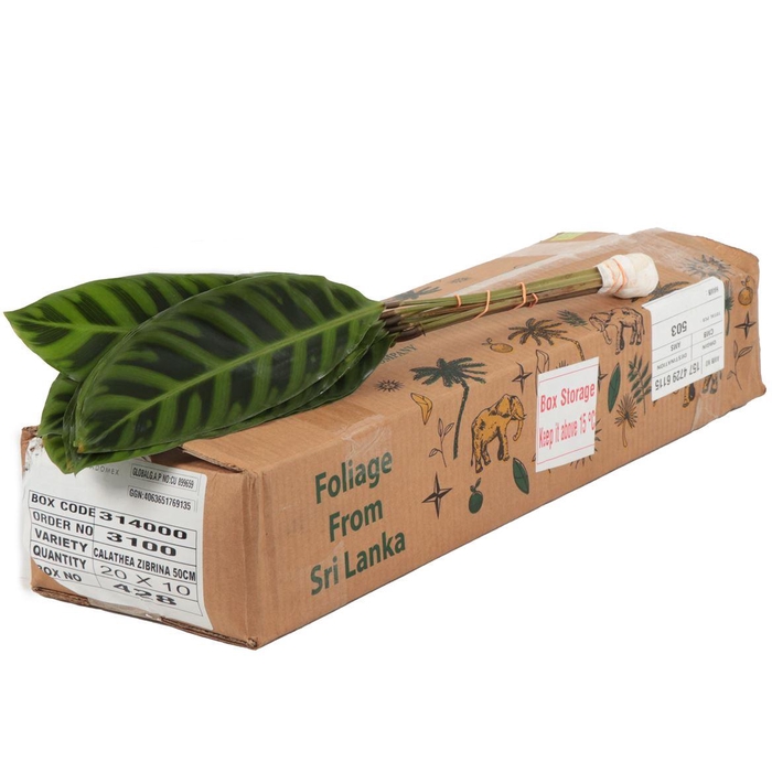 <h4>Calathea Zebrine</h4>
