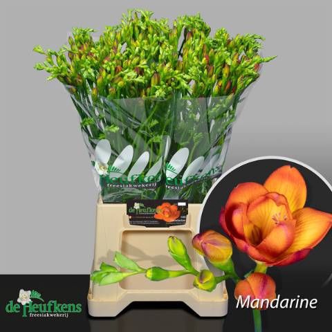 <h4>FR DU MANDARINE</h4>