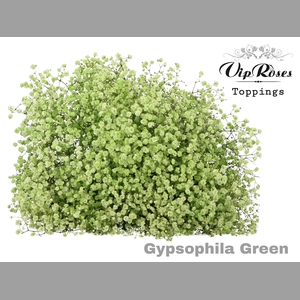 GYPS PA GREEN