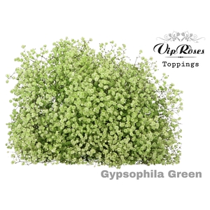 Gyps Pa Green
