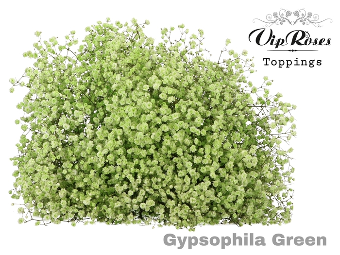 <h4>Gyps Pa Green</h4>