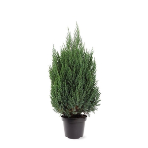 Juniperus chinensis Stricta