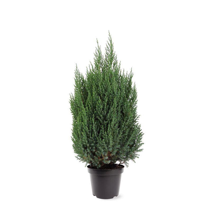<h4>Juniperus chinensis Stricta</h4>