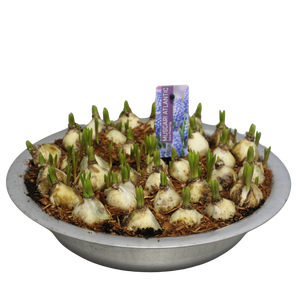 Bol op pot Muscari Atlantic in zinken schaal 29cm