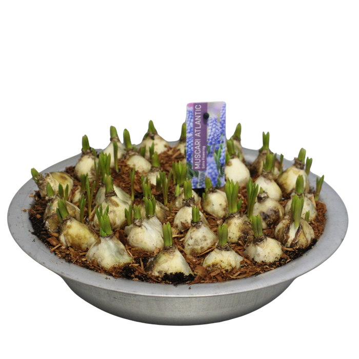 <h4>Bol op pot Muscari Atlantic in zinken schaal 29cm</h4>