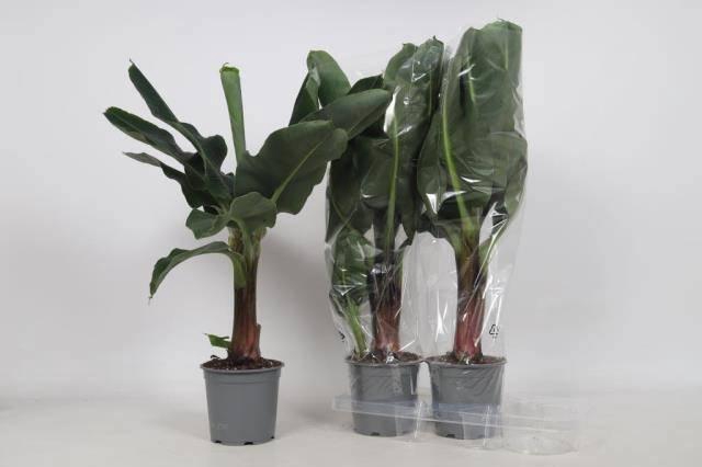 <h4>MUSA TROPICANA</h4>