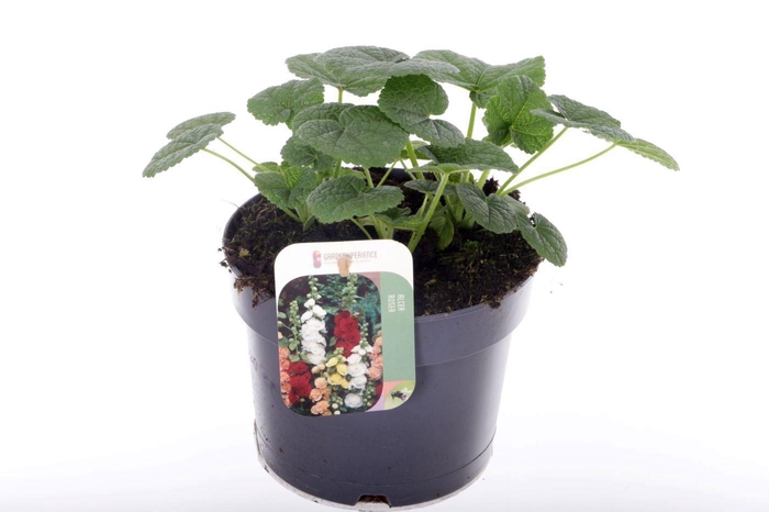 <h4>Alcea rosea Chart. Double Scarlet</h4>