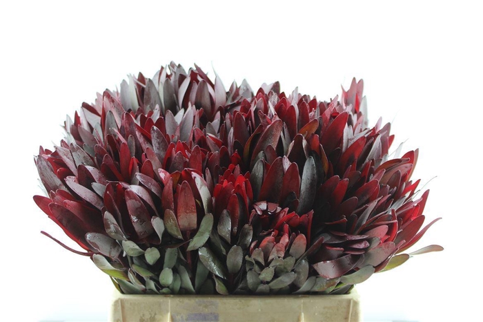 <h4>Leucad Saf Sunset</h4>