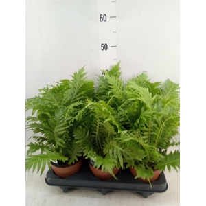 Blechnum gibbum 'Silver Lady'