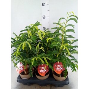 Tamarindus indica