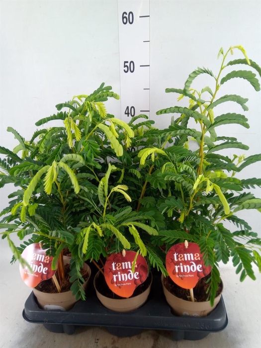 <h4>Tamarindus indica</h4>