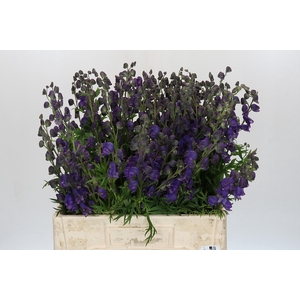 Aconitum Napellus