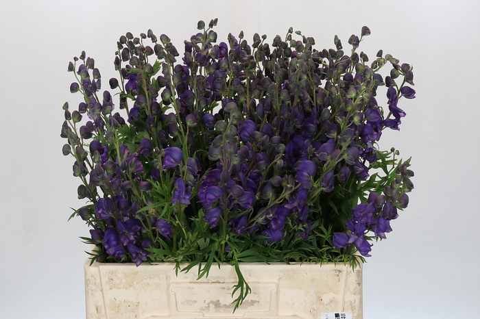 <h4>Aconitum Napellus</h4>