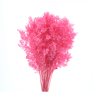 Dried Bleached Ruscus Special