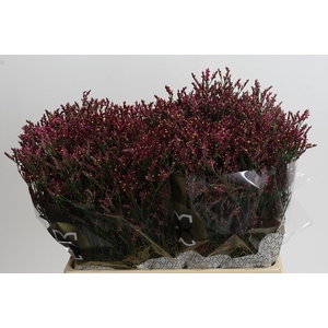 Limonium sinensis Scarlet Diamond
