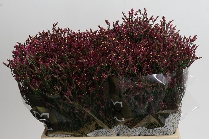 <h4>Limonium sinensis Scarlet Diamond</h4>