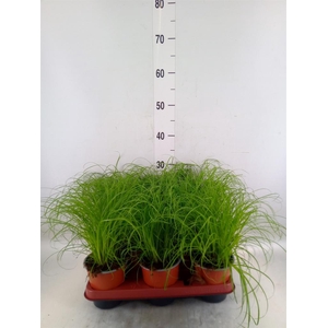 Cyperus alternifolius 'Zumula'