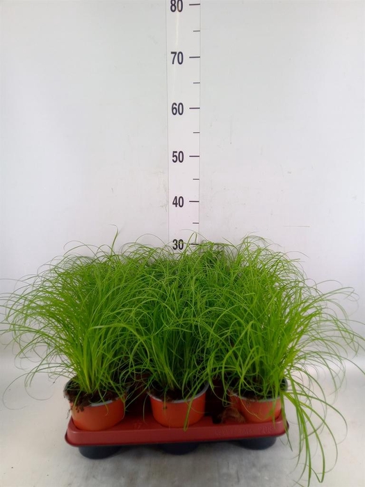 <h4>Cyperus alternifolius 'Zumula'</h4>