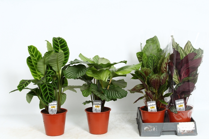 <h4>CALAT GEM 4 SRT</h4>