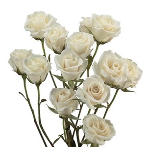 Rosa spray (our choice) white