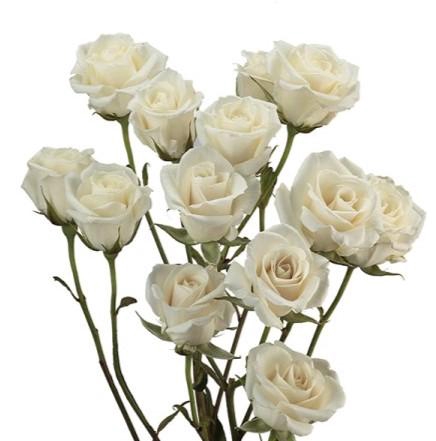 <h4>Rosa spray (our choice) white</h4>