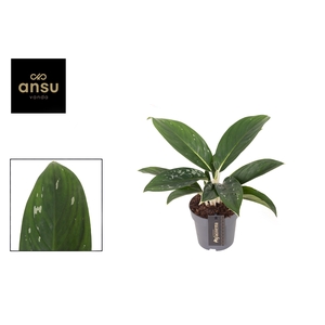 Aglaonema Silver Freckles