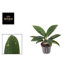 Aglaonema Silver Freckles