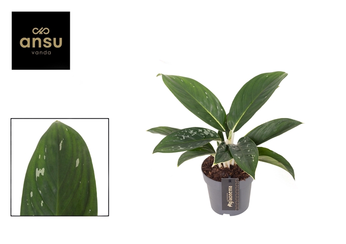 <h4>Aglaonema Silver Freckles</h4>