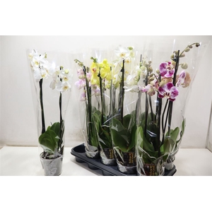 Phal Gem 5 Kl