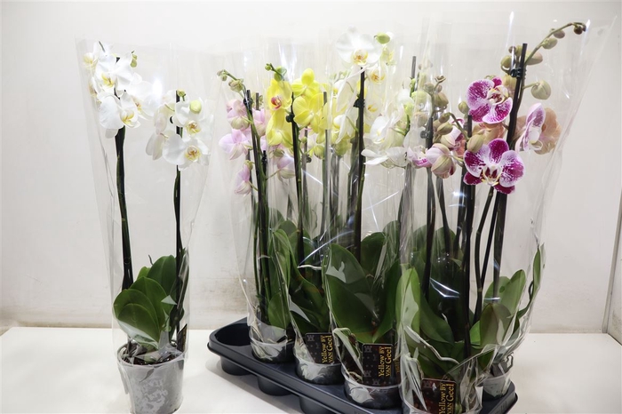 <h4>Phal Gem 5 Kl</h4>