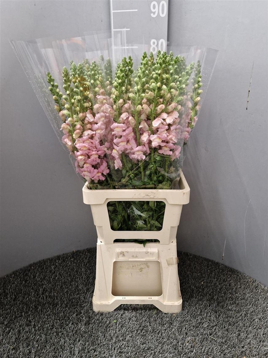 <h4>Antir Poto Pink</h4>