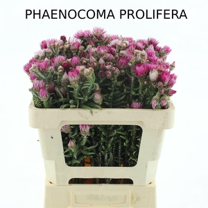 Kaaps Phaenocoma Prolifera