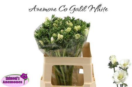 <h4>Anem Co Galil Wit</h4>